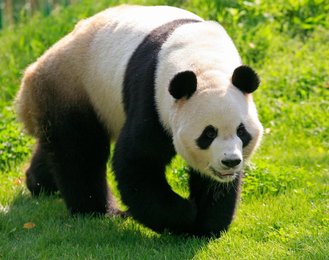 Image 458844528