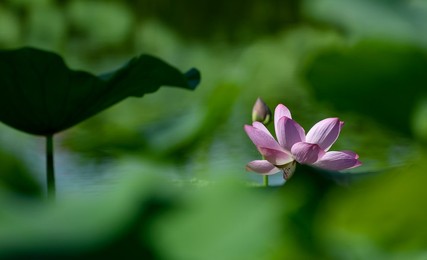 Image 459856161