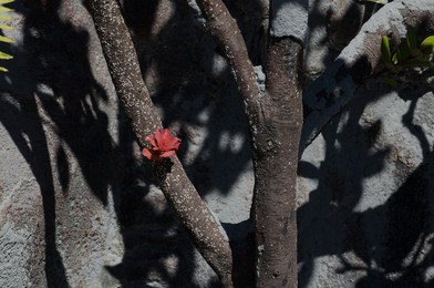 Indonesia Ash Fall