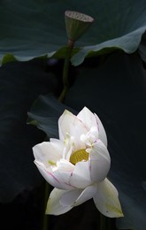 Image 462831443