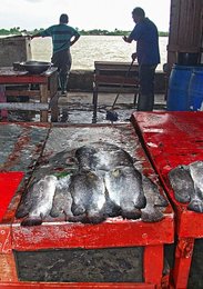 Image 466746300