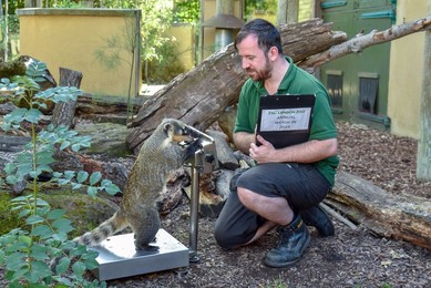 ZSL London Zoo Annual weigh-in