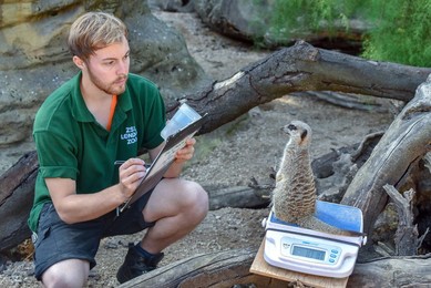 ZSL London Zoo Annual weigh-in