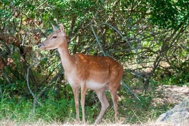 Female fallow deer (Dama dama), Nature Reserve of Duna Feniglia, Orbetello, Maremma, Province of Grosseto, Tuscany, Italy