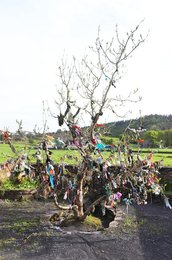 Image 470161709