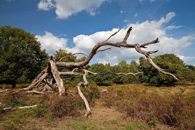 Troisdorf (Rhineland), nature reserve Wahner Heide, 2018