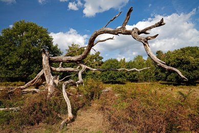 Troisdorf (Rhineland), nature reserve Wahner Heide, 2018