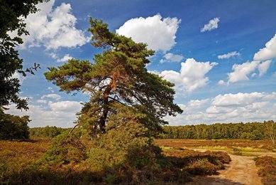 Troisdorf (Rhineland), nature reserve Wahner Heide, 2018