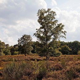 Troisdorf (Rhineland), nature reserve Wahner Heide, 2018