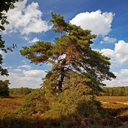 Troisdorf (Rhineland), nature reserve Wahner Heide, 2018
