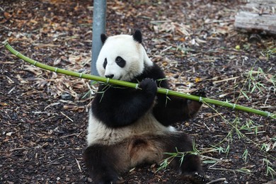 Image 473473870