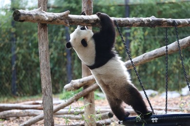 Image 473474004