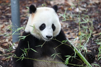 Image 473474031