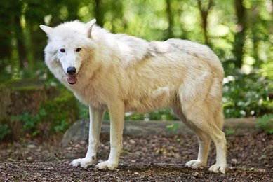 Image 475629431