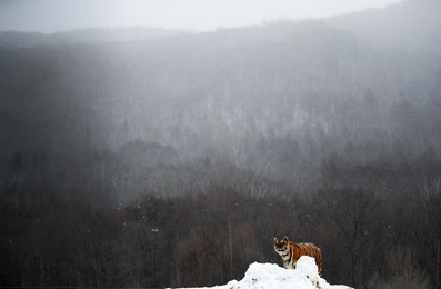 Image 476509171