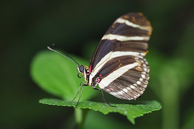 Image 477186155