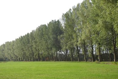 Image 479625913