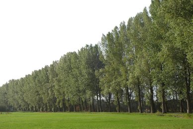 Image 479625914
