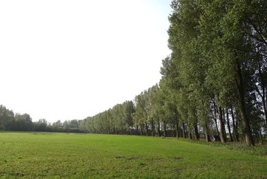 Image 479625988