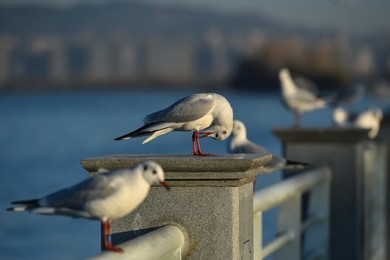 Image 483534424