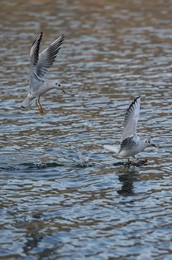 Image 483534427