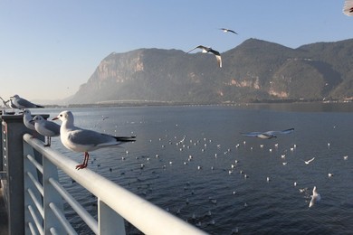 Image 483534436