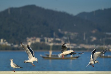 Image 483534448
