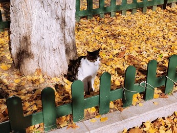 Image 483721362