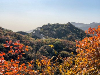 Image 483722738