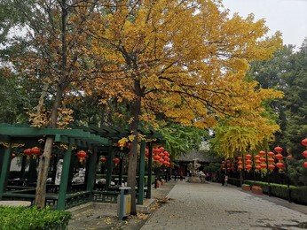 Image 483722837