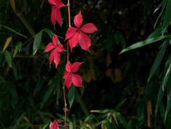Image 483722877
