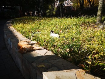 Image 483722893