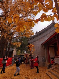Image 483723976