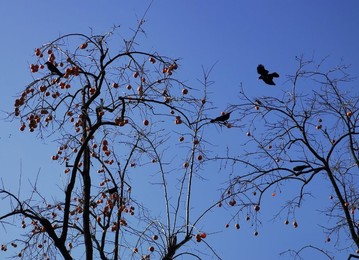 Image 483724097