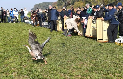 Image 487006080