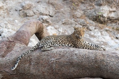 Image 488293947
