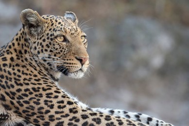 Image 488294502