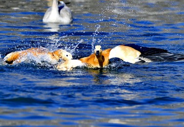 Image 489265858