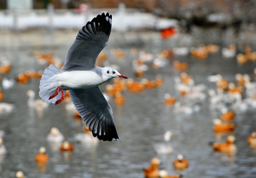 Image 489265889