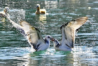 Image 489265896