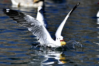 Image 489266010