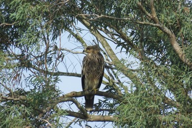 Image 489330320