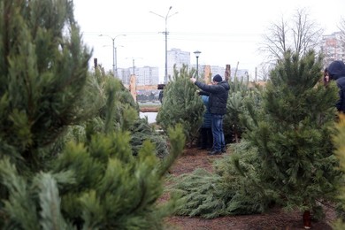 Christmas tree market in Kharkiv