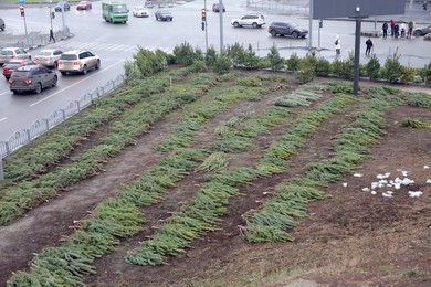 Christmas tree market in Kharkiv