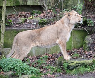 ZSL London Zoo Annual Stocktake
