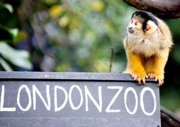 ZSL London Zoo Annual Stocktake
