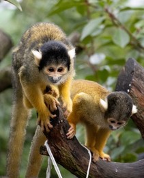 ZSL London Zoo Annual Stocktake