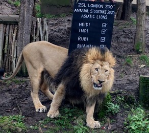 ZSL London Zoo Annual Stocktake