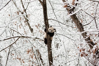 Image 491415666