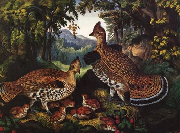 Happy Family. Ruffed Grouse and Young, The